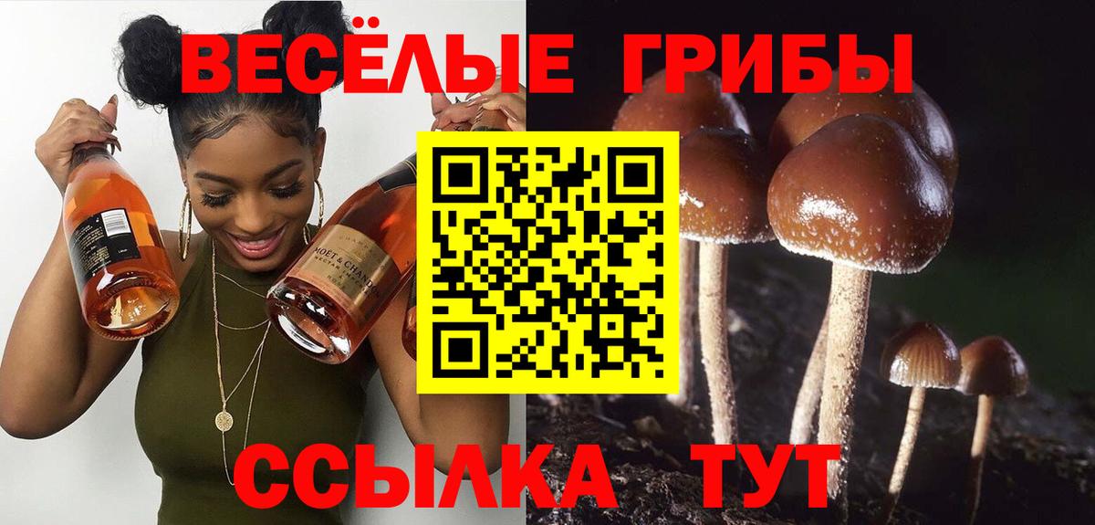 Псилоцибиновые грибы Cubensis Вышний Волочёк